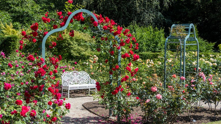 Red roses and arch in a flower garden